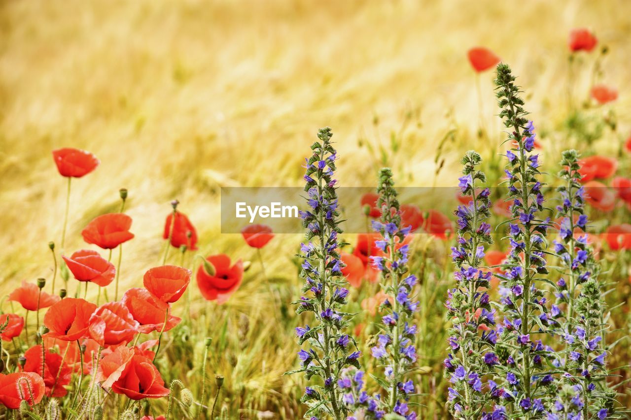 CLOSE-UP OF POPPIES ON FIELD