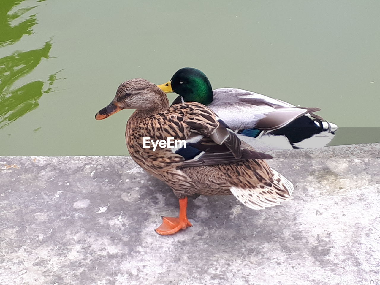 MALLARD DUCK ON LAKE