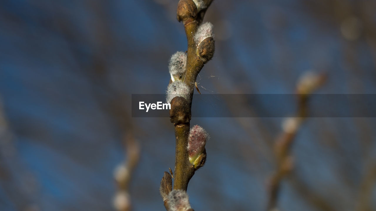 Close-up of spider on pussy willow tree