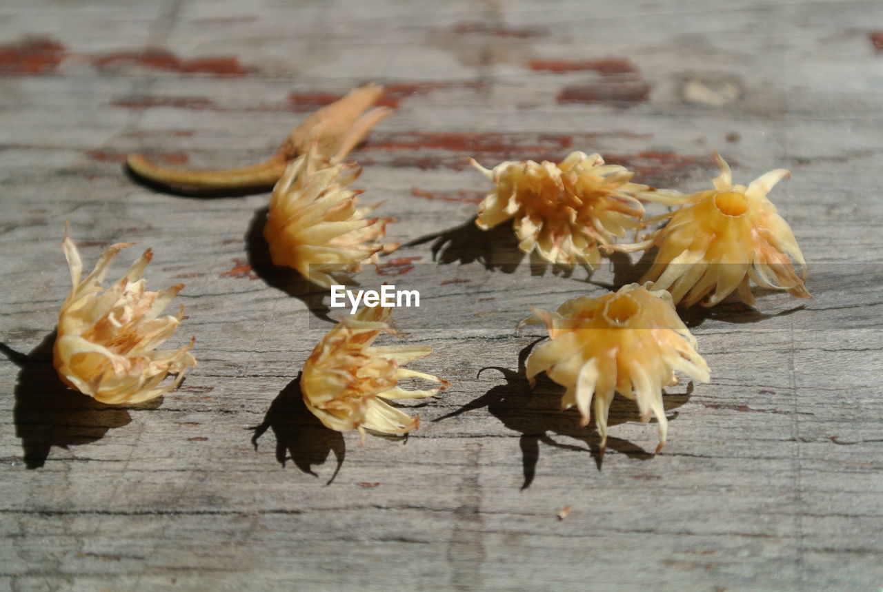 HIGH ANGLE VIEW OF WILTED ON TABLE