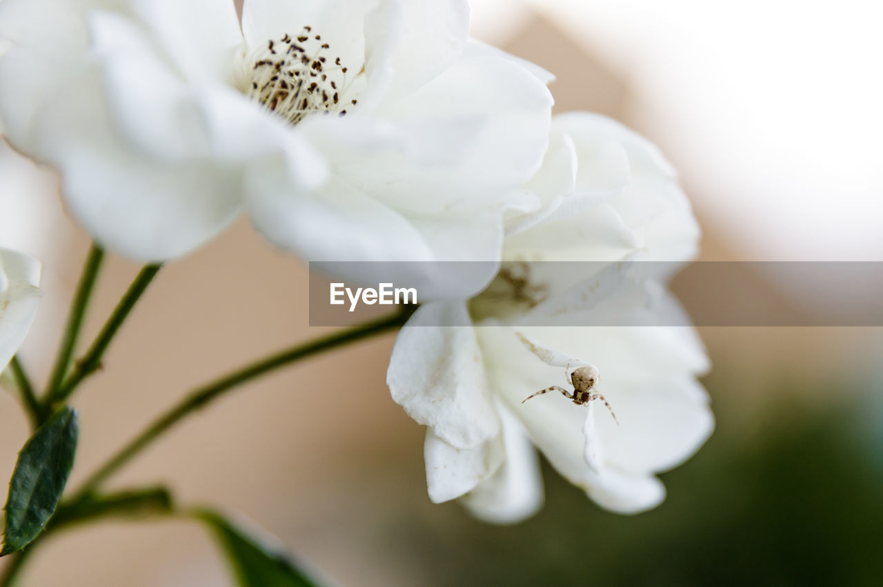 Close-up of insect on white flower