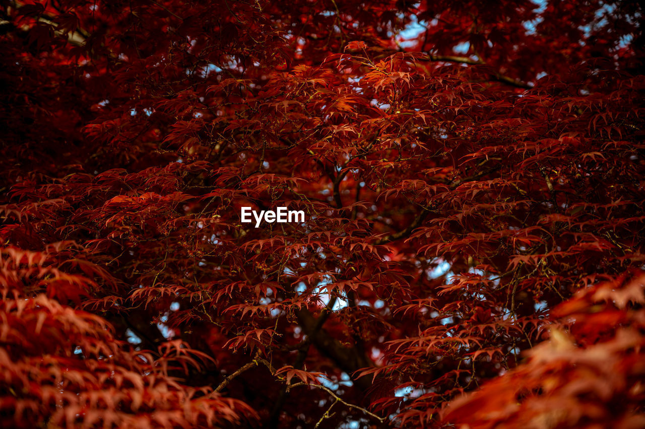 tree, autumn, plant, plant part, leaf, nature, land, beauty in nature, no people, tranquility, night, forest, branch, growth, outdoors, selective focus, red, orange color, low angle view, non-urban scene, scenics - nature