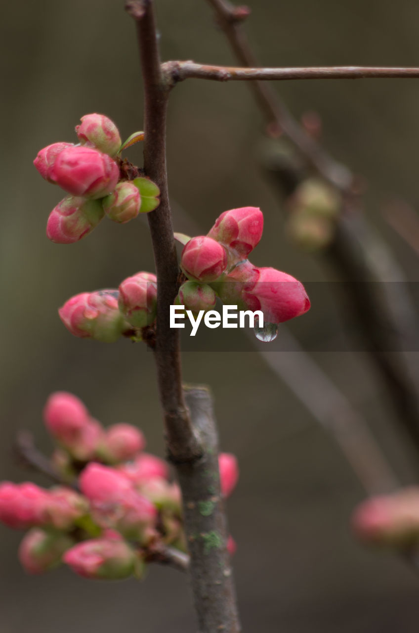 Close-up of pink flowers