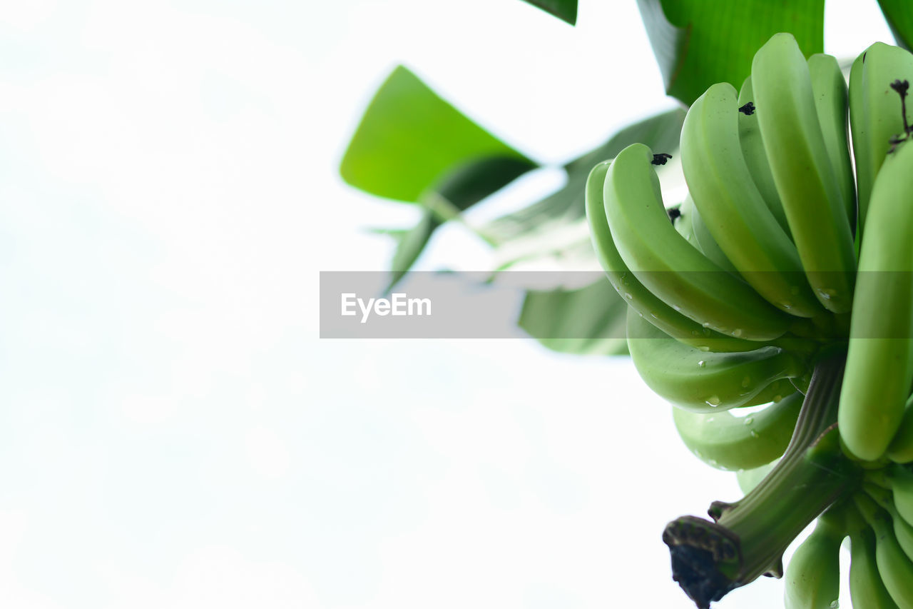 LOW ANGLE VIEW OF GREEN LEAVES