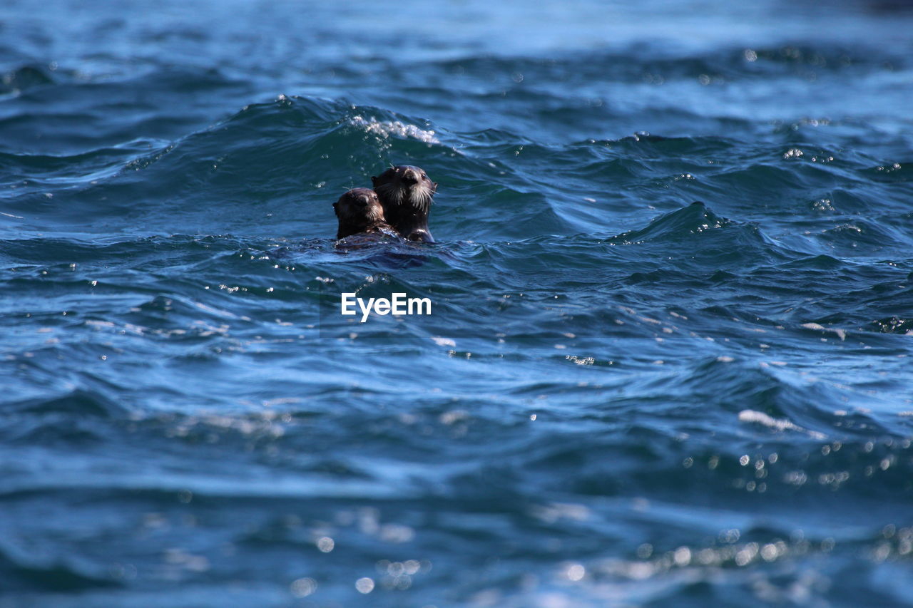 Otters swimming in sea