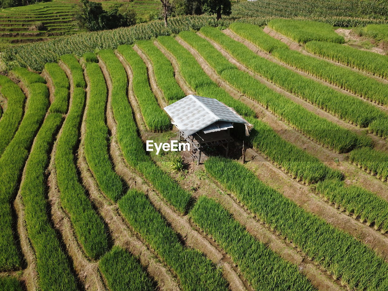 HIGH ANGLE VIEW OF RICE PADDY