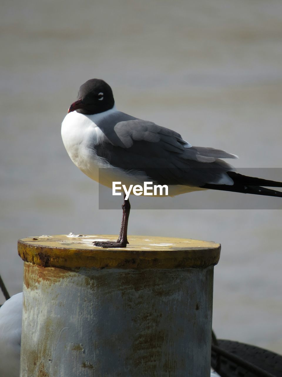 CLOSE-UP OF BIRD PERCHING ON RAILING