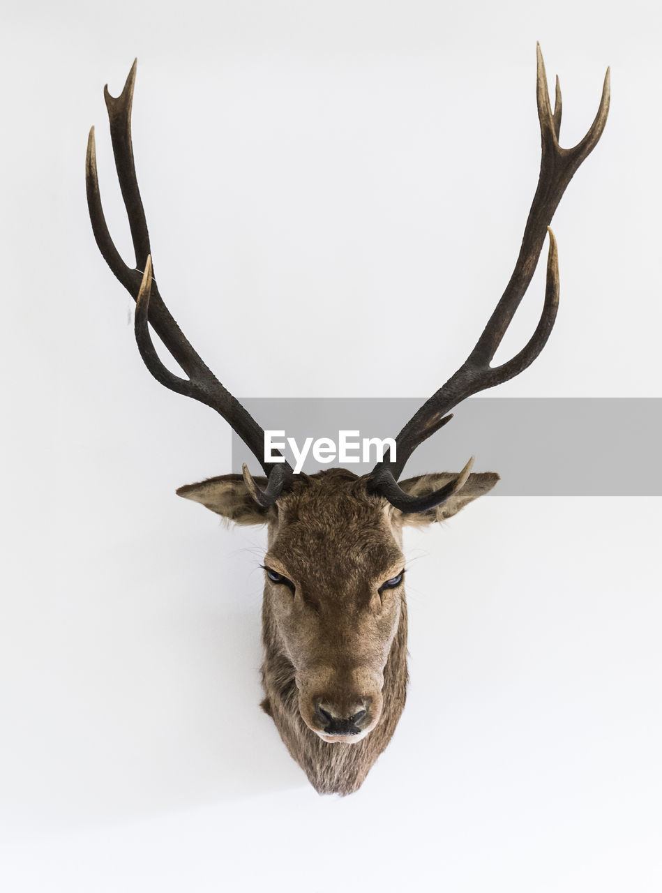 Close-up of deer trophy on white wall