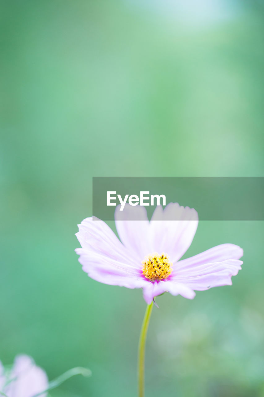 Close-up of pink flower