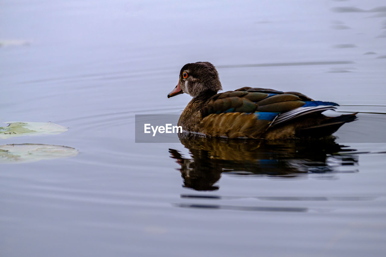 Wood duck swimming in a pond