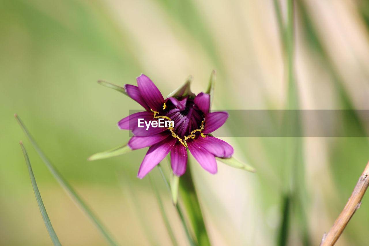 CLOSE-UP OF PURPLE FLOWER