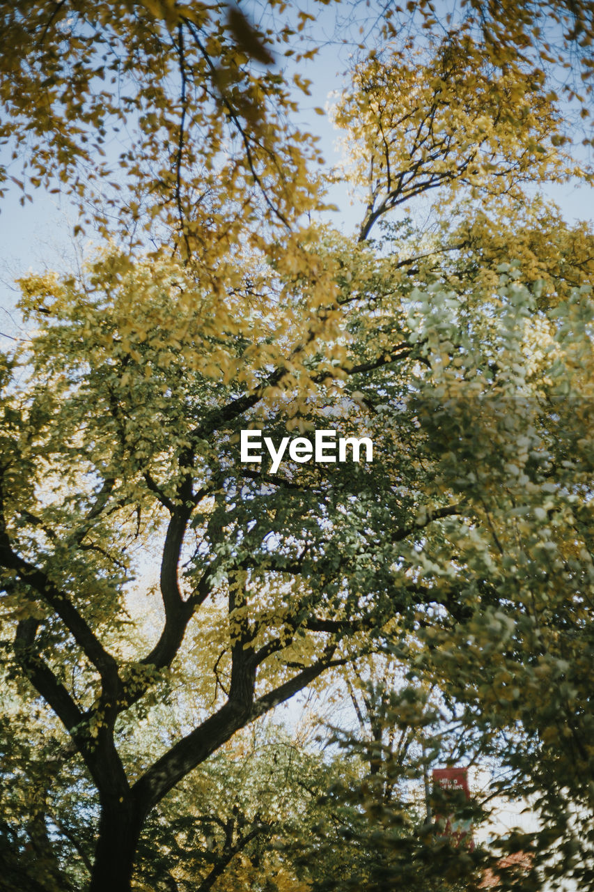 LOW ANGLE VIEW OF TREE AGAINST CLEAR SKY