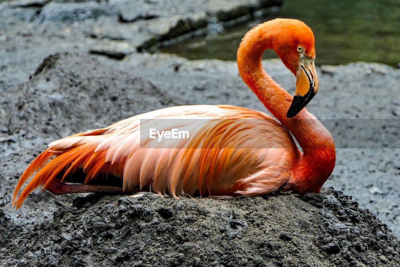 CLOSE-UP OF BIRD