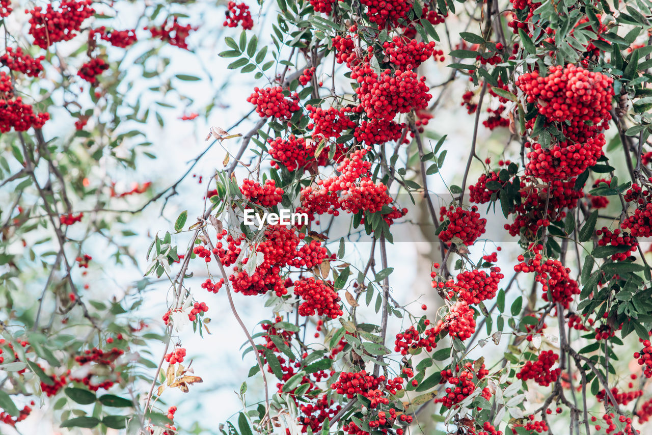 Close-up of red berries on plant