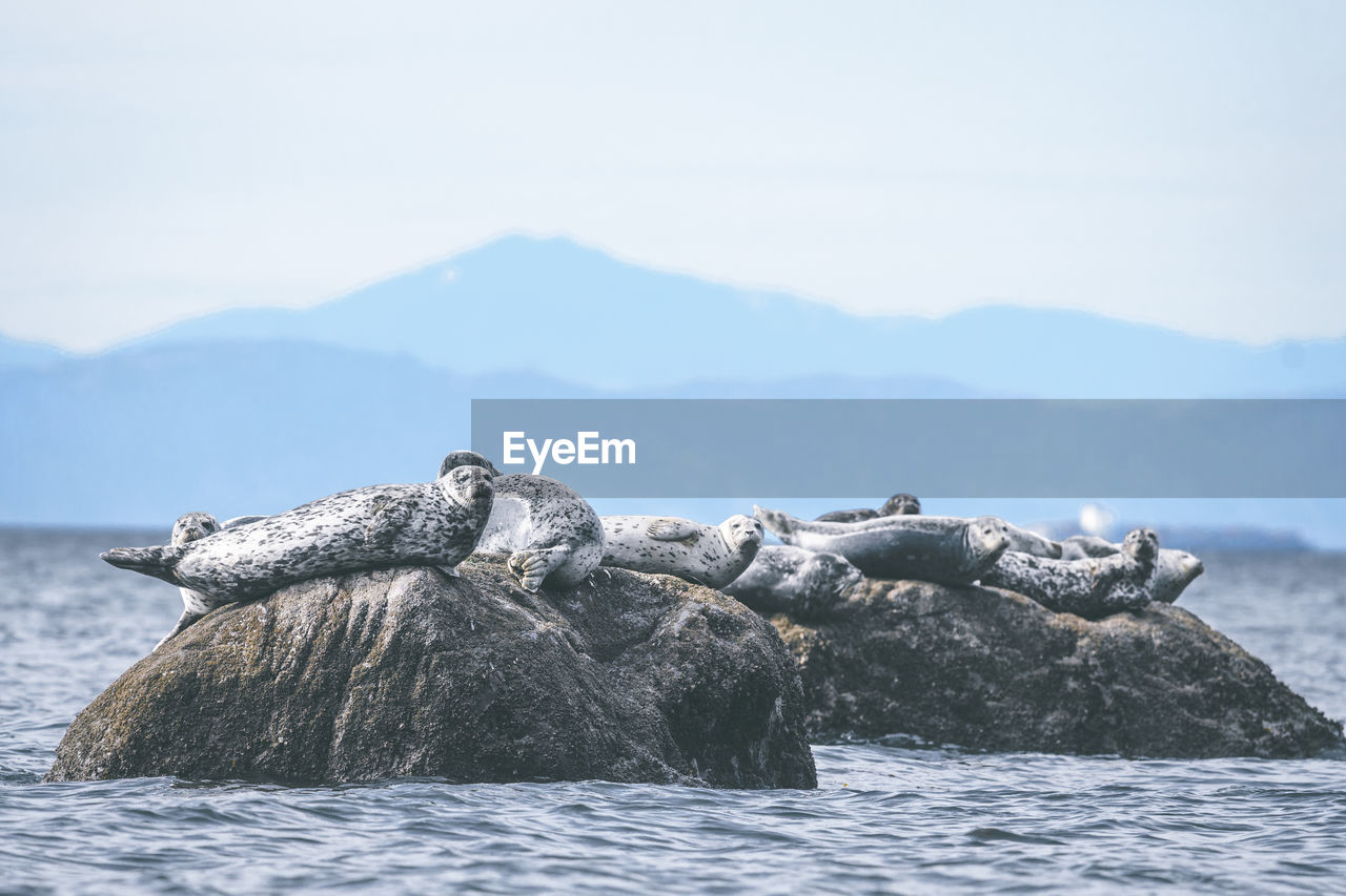 Seal on rock in sea