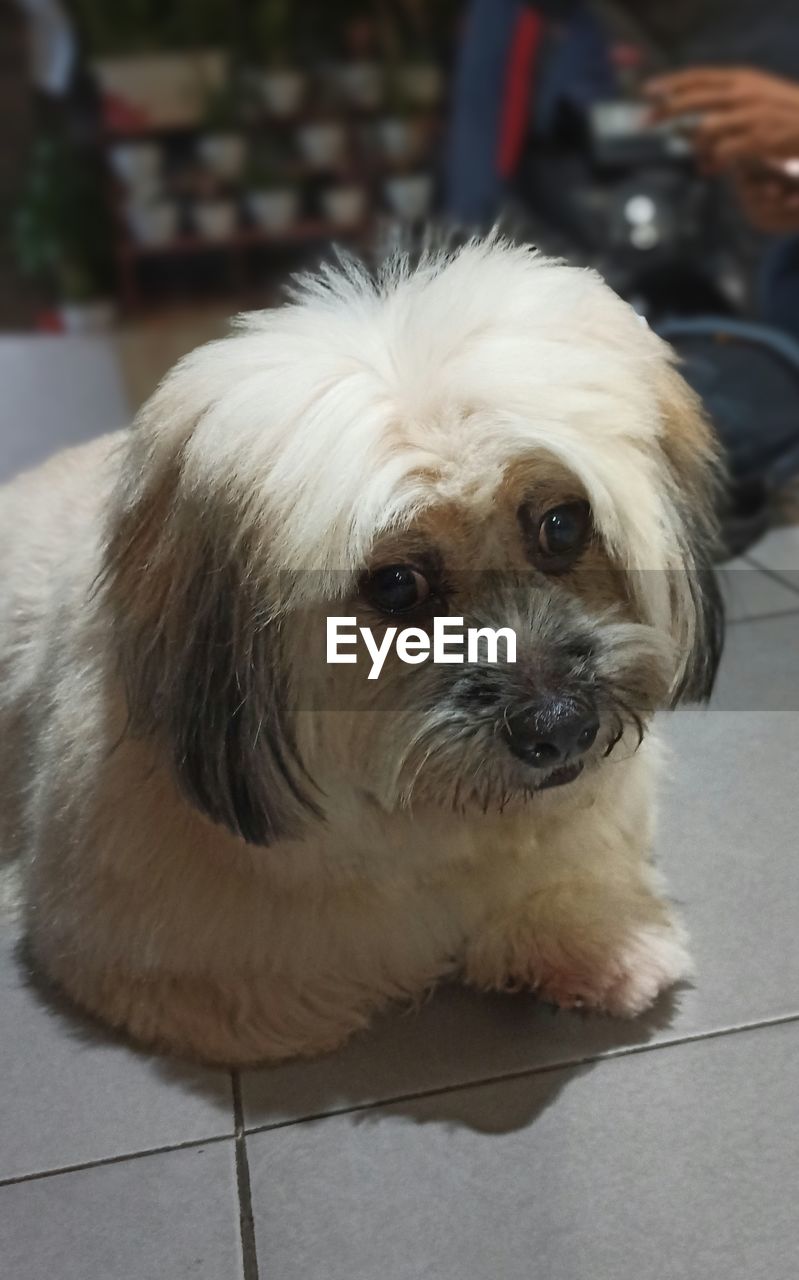 canine, dog, pet, one animal, domestic animals, mammal, animal themes, animal, lap dog, portrait, looking at camera, löwchen, morkie, animal hair, havanese, puppy, focus on foreground, carnivore, cute