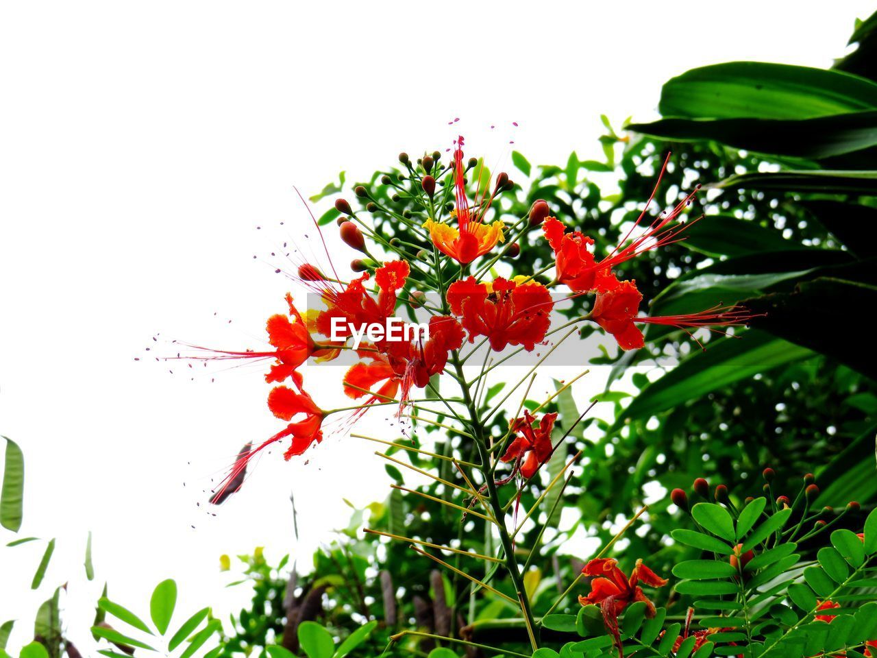 CLOSE-UP OF RED FLOWERING PLANTS