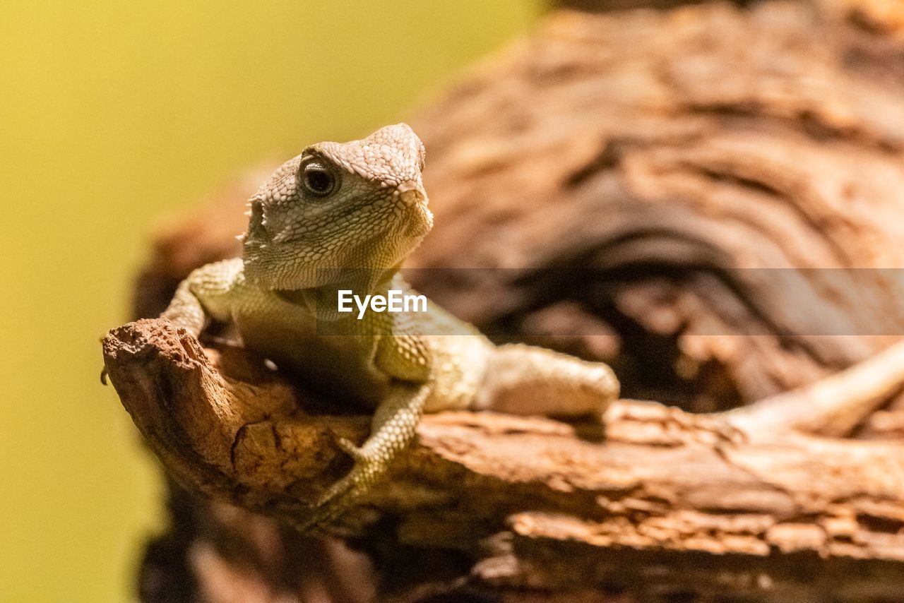 Close-up of lizard sitting on branch