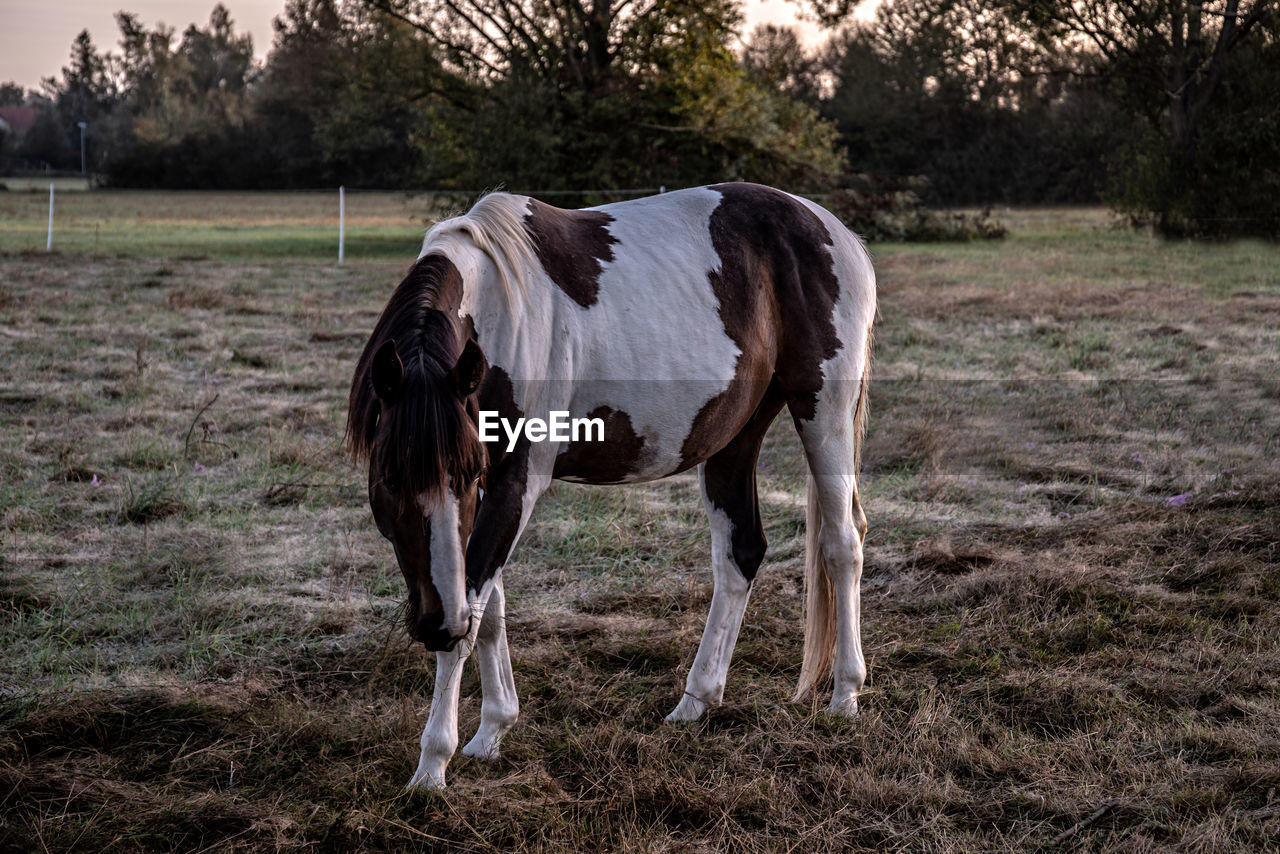 HORSE STANDING ON FIELD