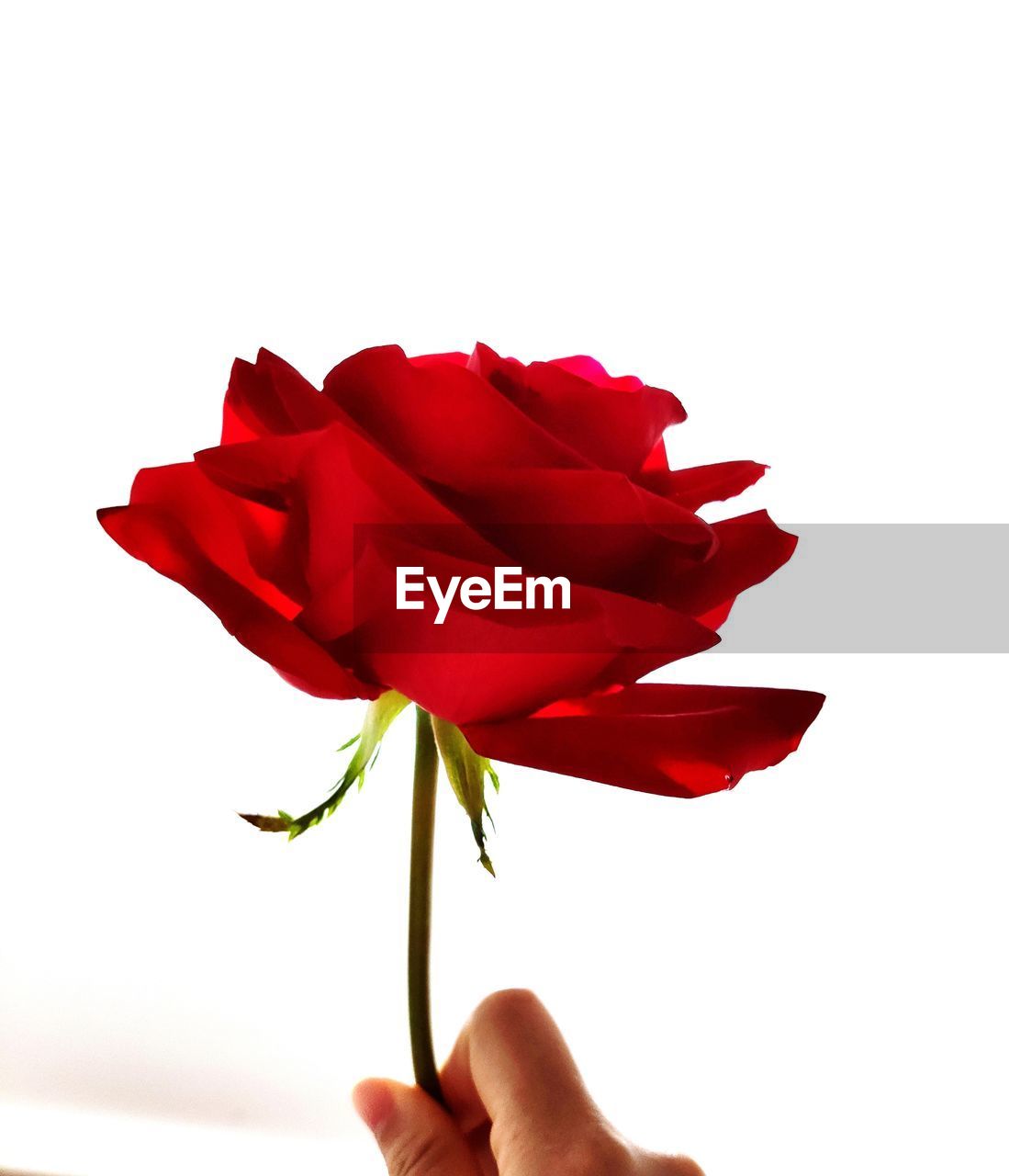 CLOSE-UP OF RED ROSE AGAINST WHITE BACKGROUND