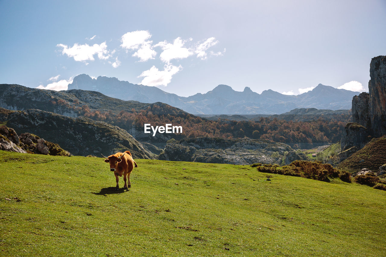 High angle view of cow on grassy field against sky