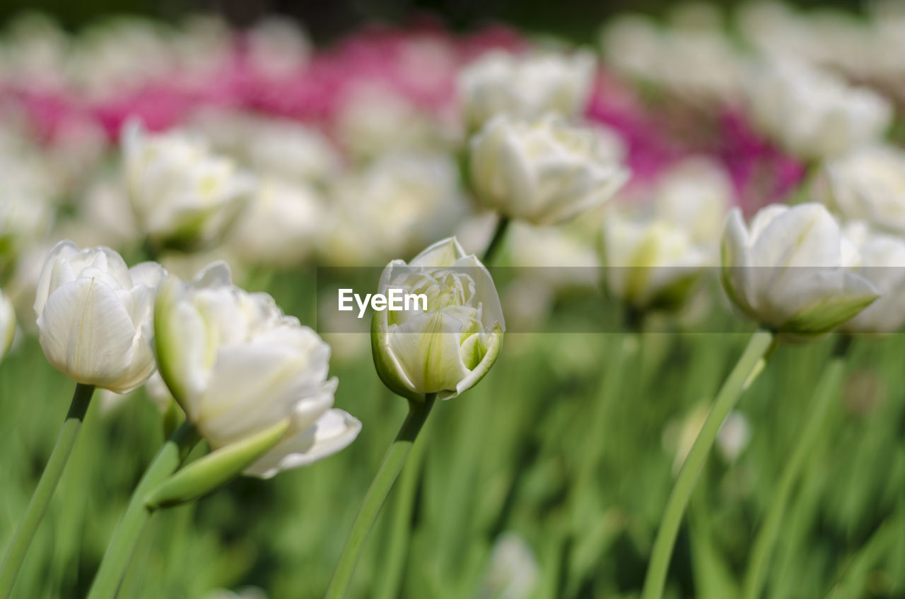 Close-up of white flowering plants