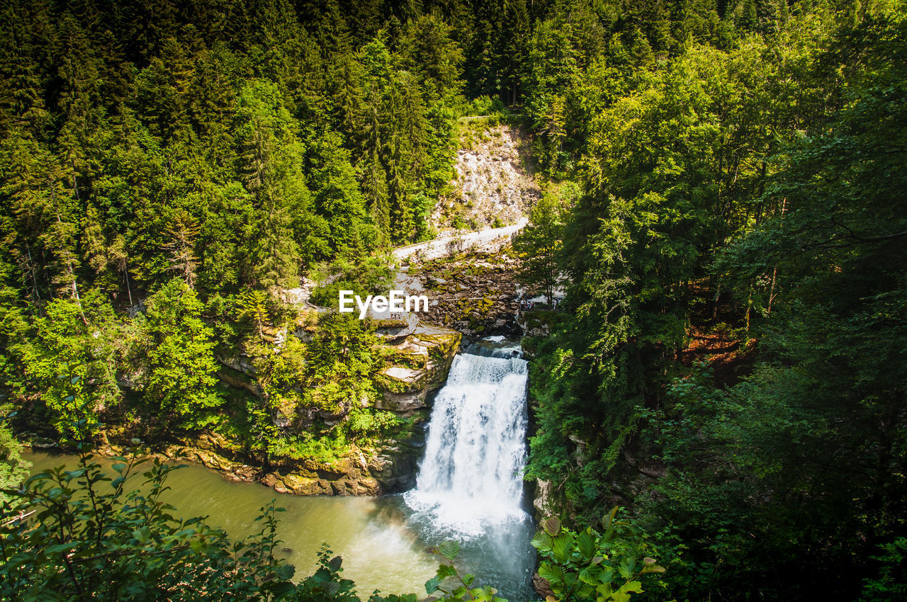 SCENIC VIEW OF STREAM FLOWING AMIDST TREES IN FOREST