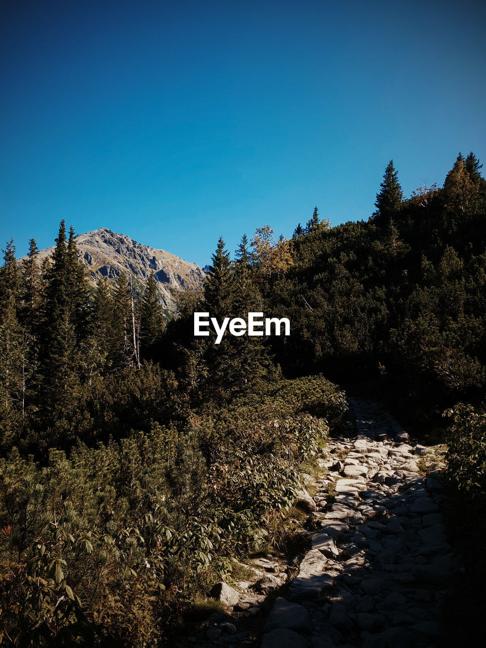 PLANTS GROWING ON ROCKS AGAINST CLEAR SKY