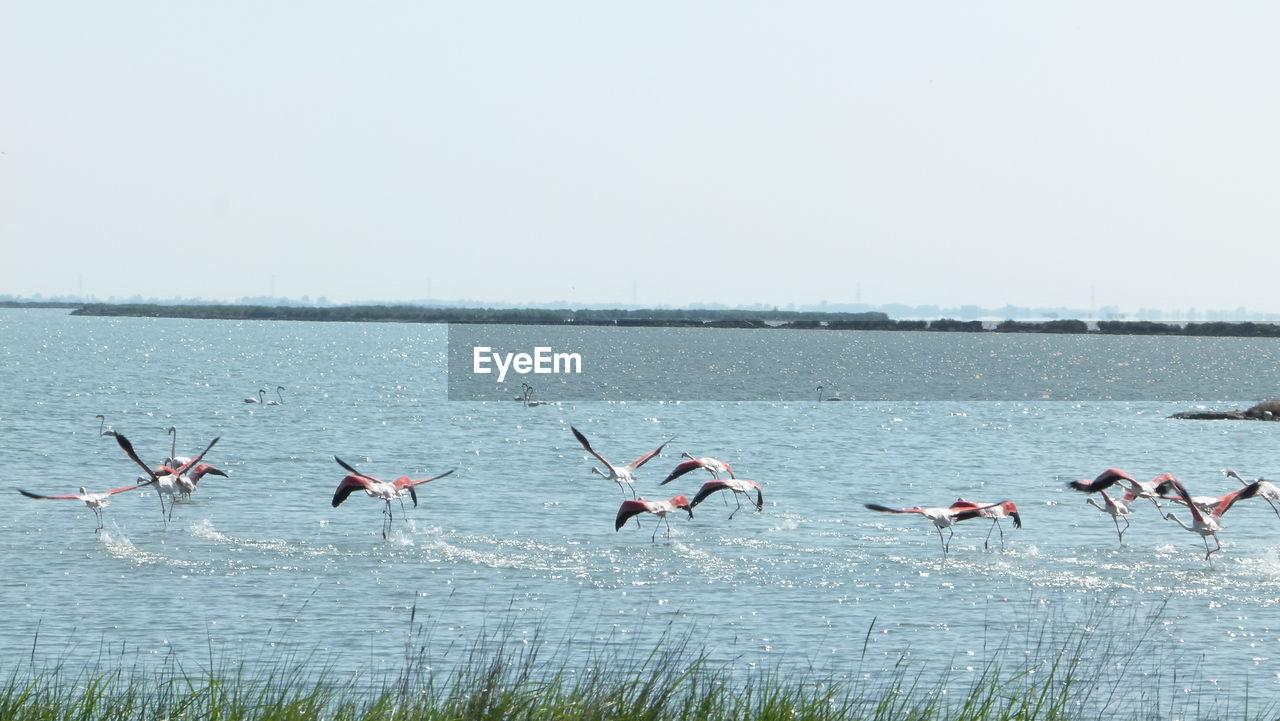 BIRDS FLYING AGAINST CLEAR SKY