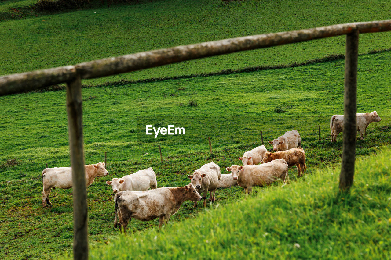 sheep grazing on field
