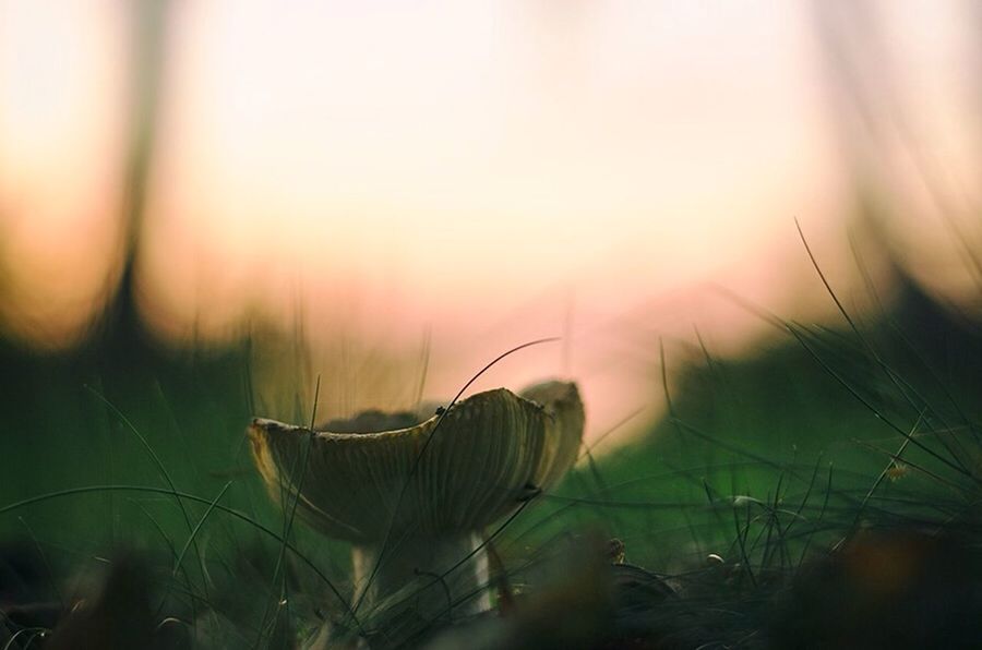 Close-up of mushroom growing in field