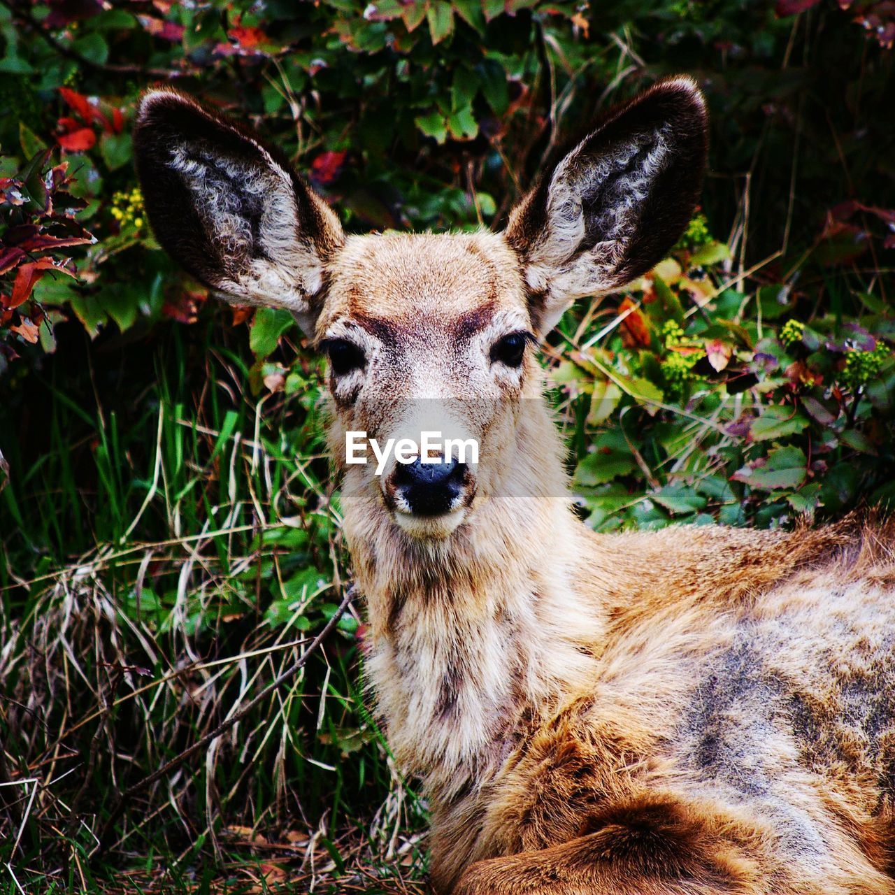 CLOSE-UP PORTRAIT OF DEER