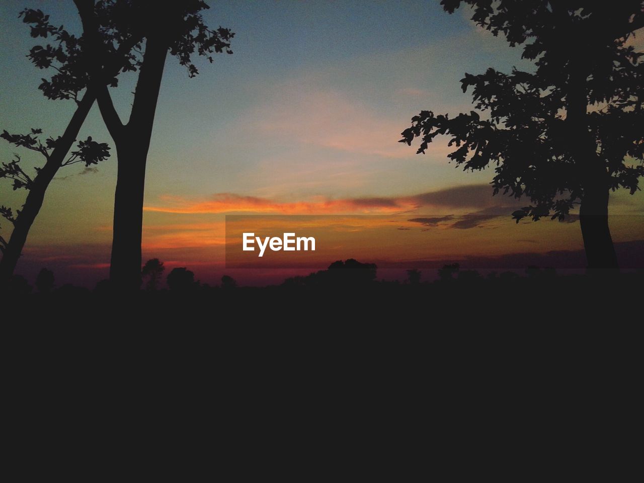 Silhouette trees at sunset