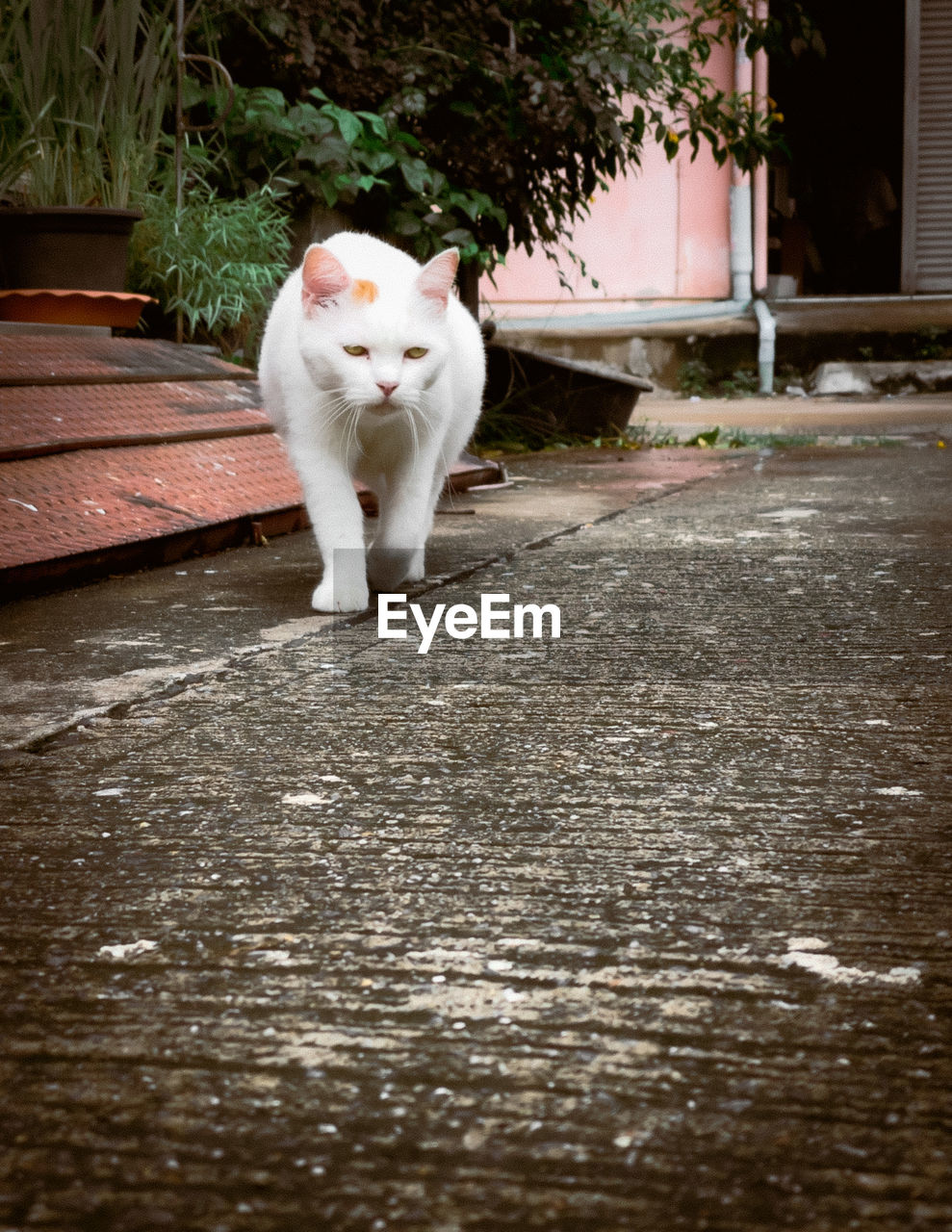 WHITE CAT SITTING ON WOODEN FLOOR