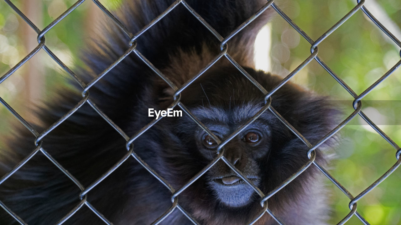 CLOSE-UP OF A MONKEY IN CAGE