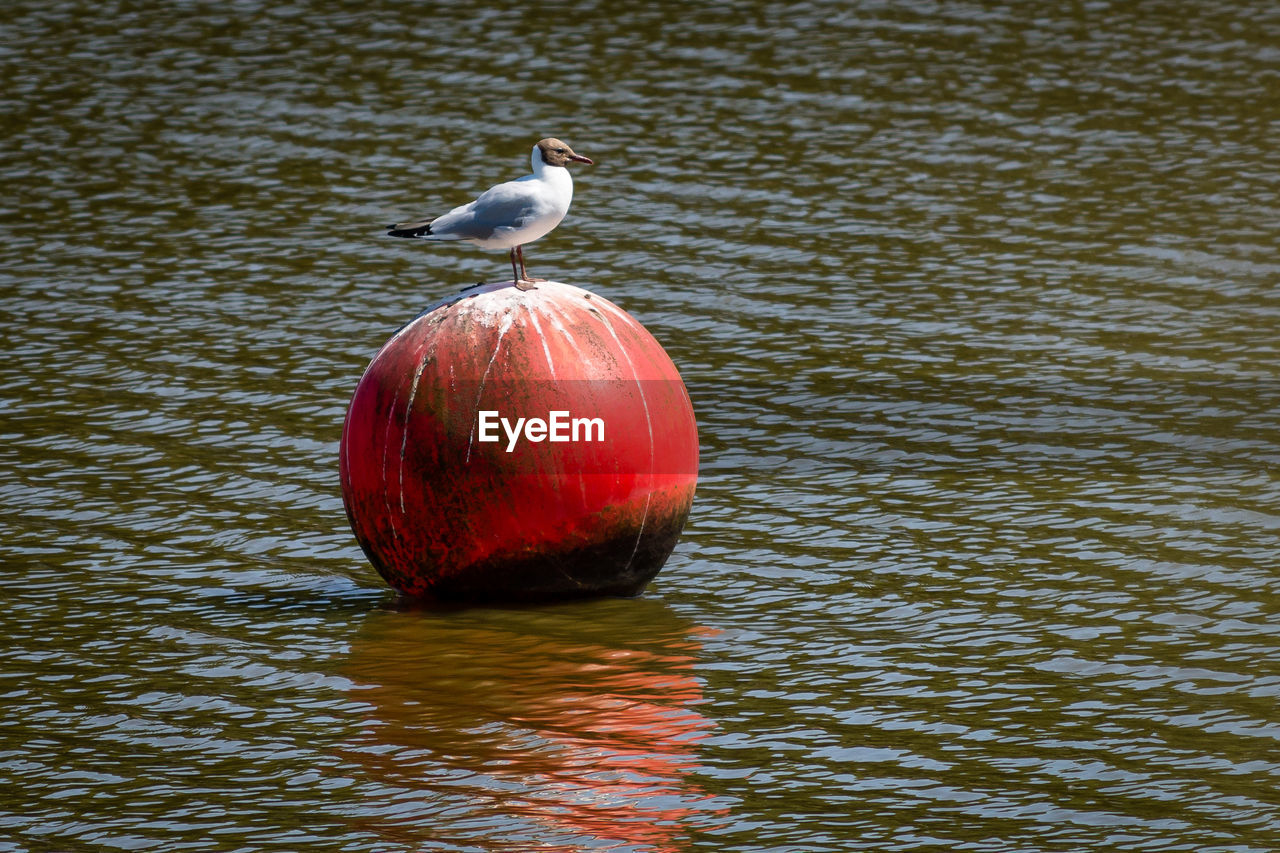 VIEW OF BIRD IN LAKE