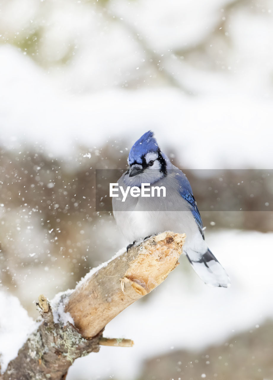 Close-up of bird perching on tree