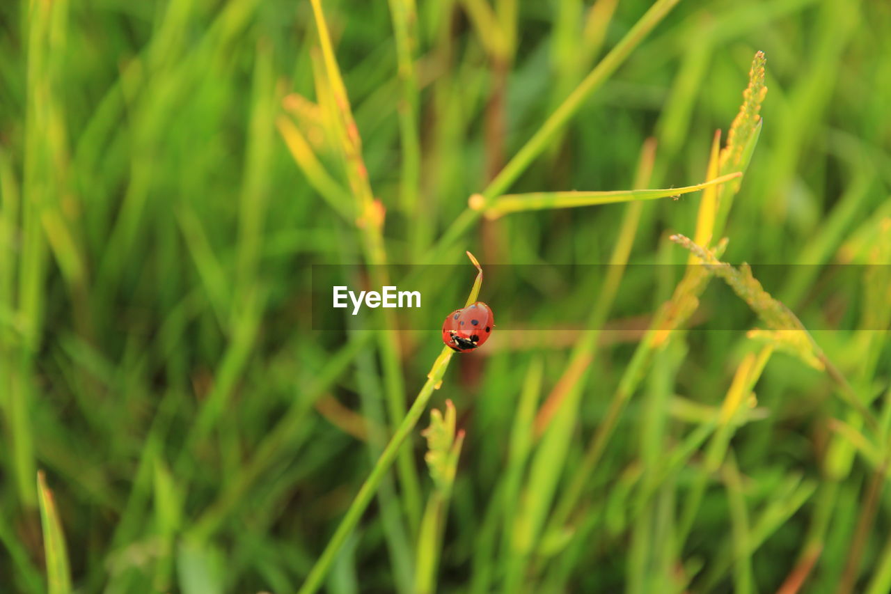 LADYBUG ON GRASS