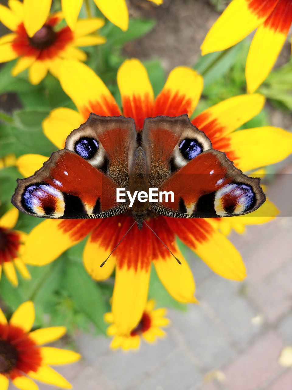 CLOSE-UP OF BUTTERFLY ON FLOWER