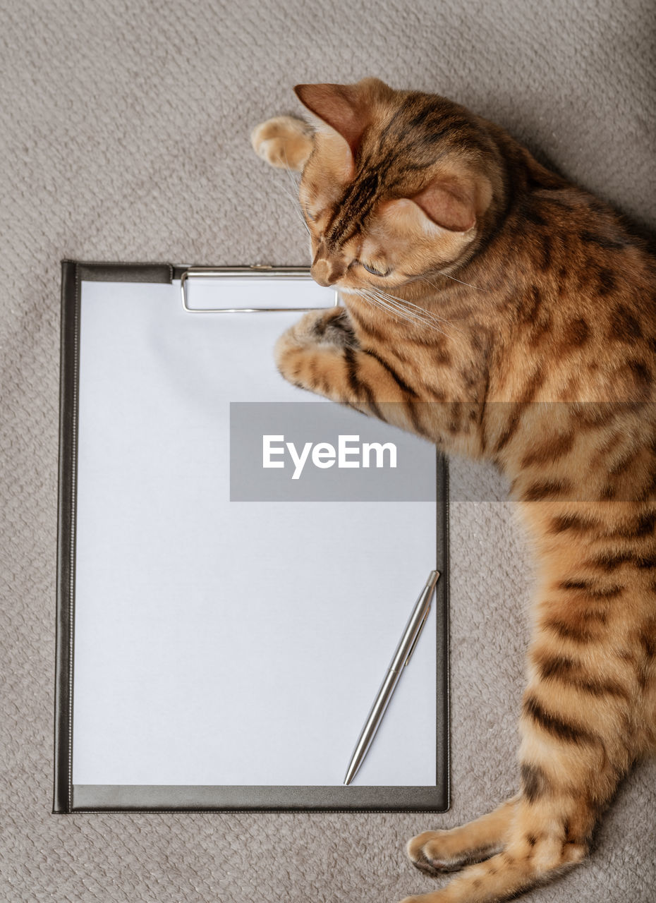 A domestic cat lies next to an empty clipboard. copy space.