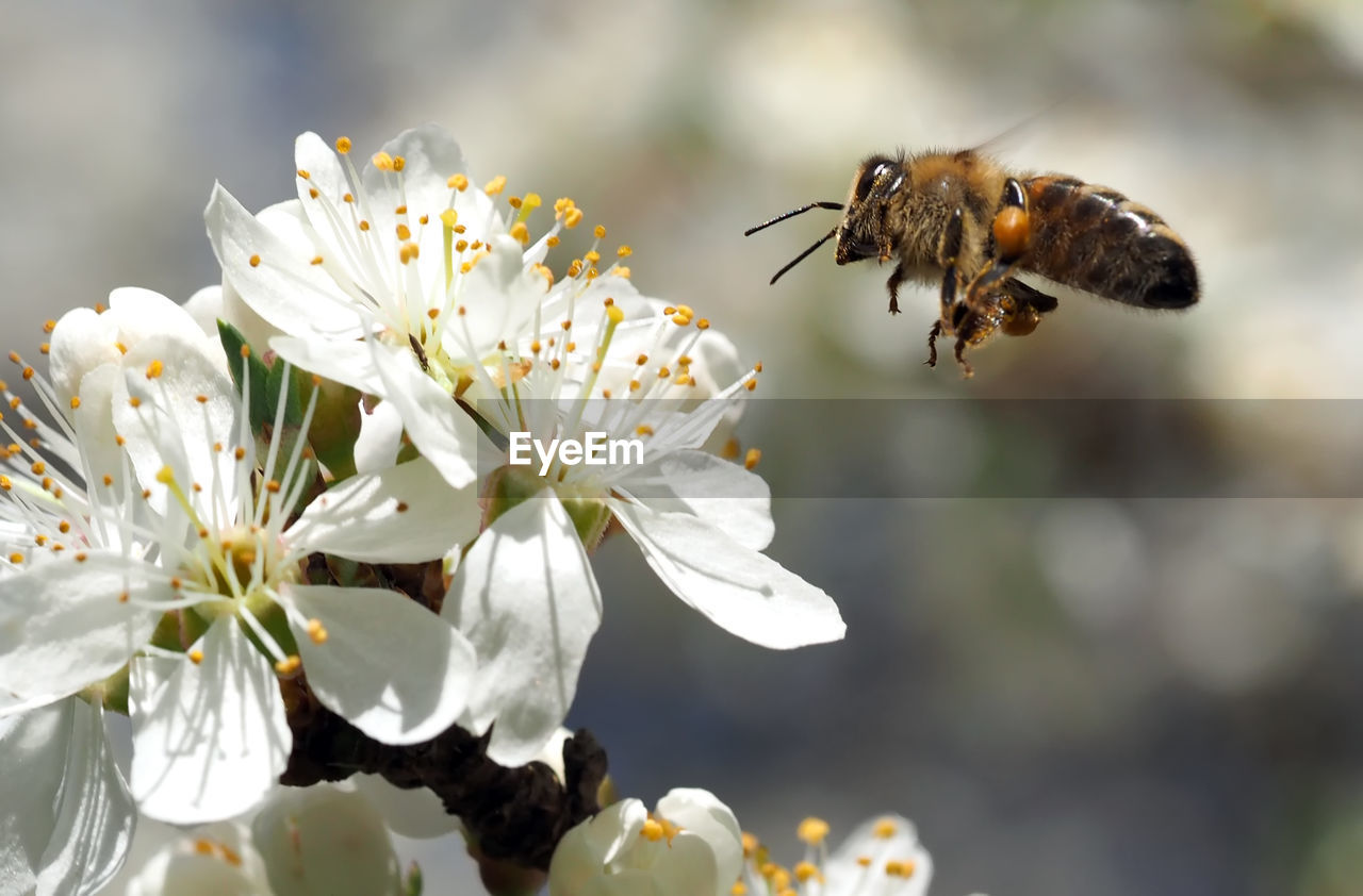 Close-up of bee on white flower