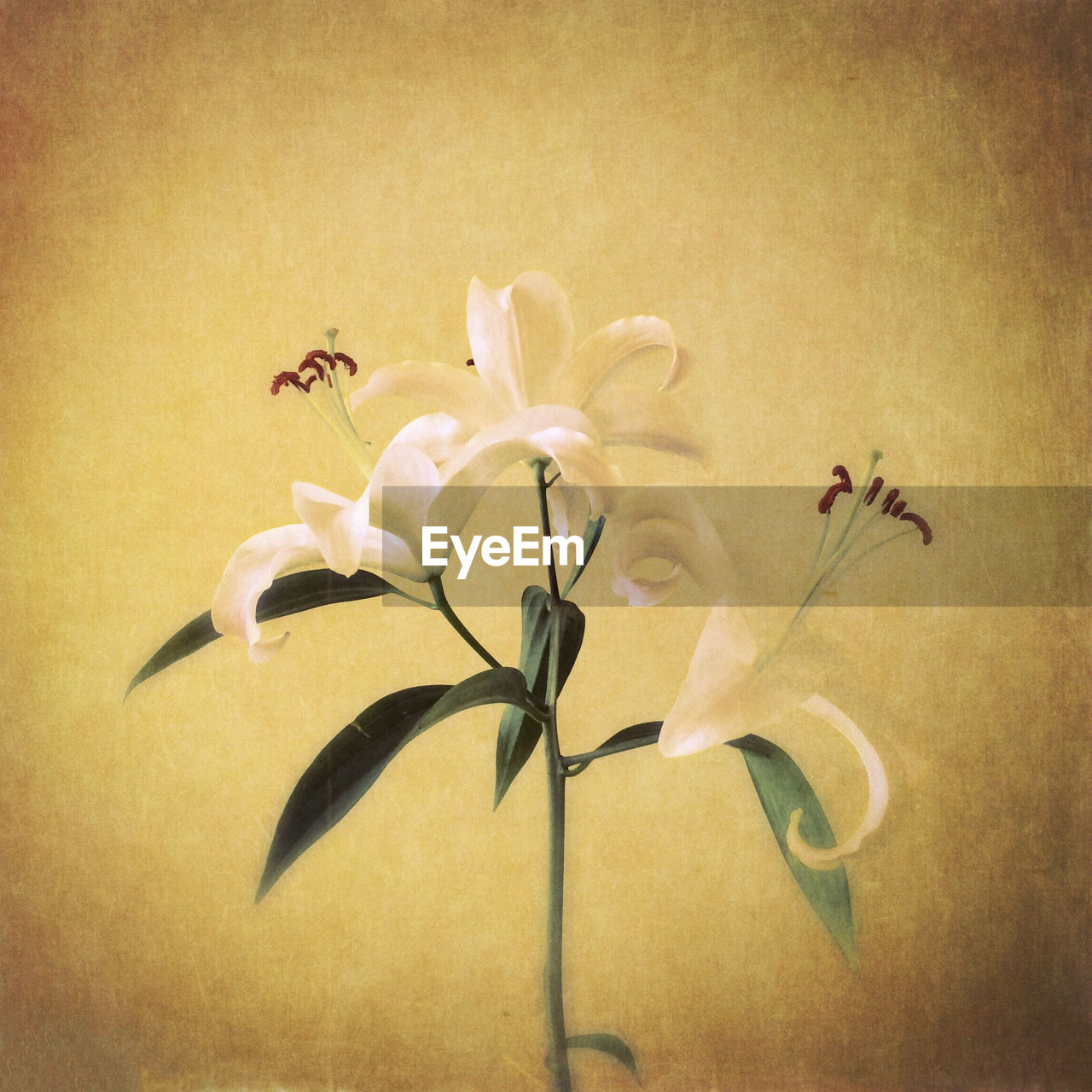 CLOSE-UP OF WHITE FLOWERS ON WHITE BACKGROUND