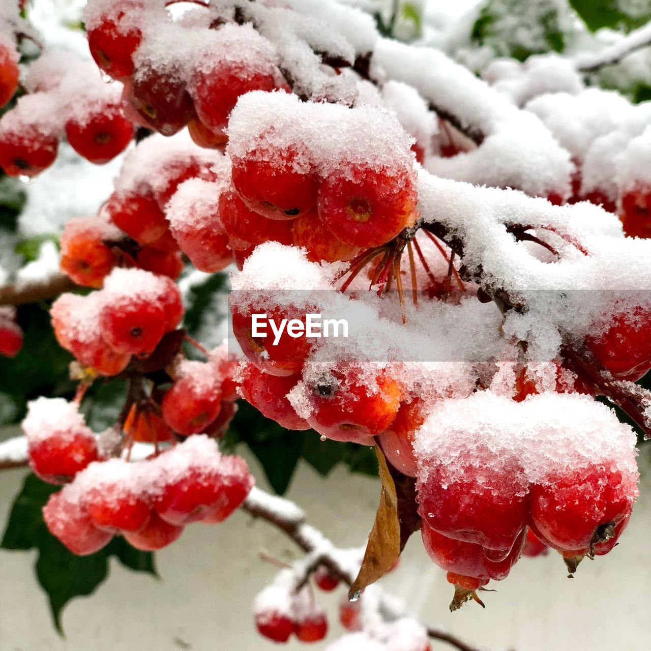 CLOSE-UP OF FROZEN FRUIT