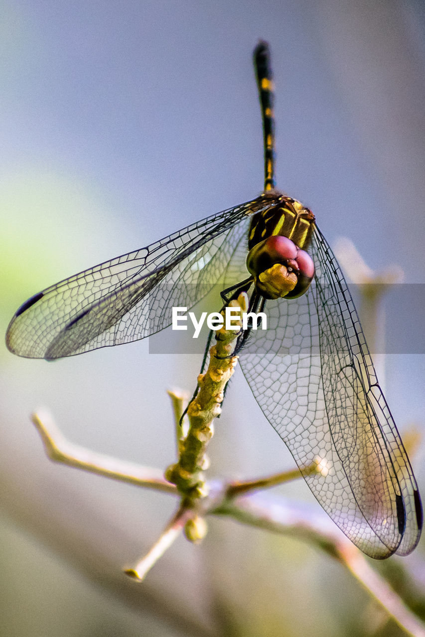 CLOSE-UP OF DRAGONFLY