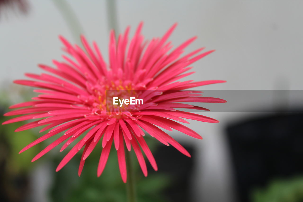 CLOSE-UP OF PINK DAISY FLOWER