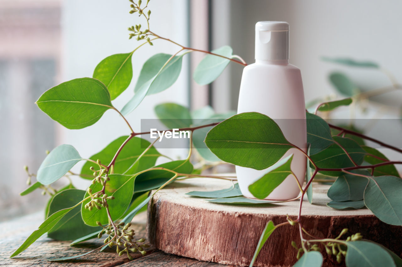 Cosmetic bottle with green leaves of eucalyptus, blank label mock-up.