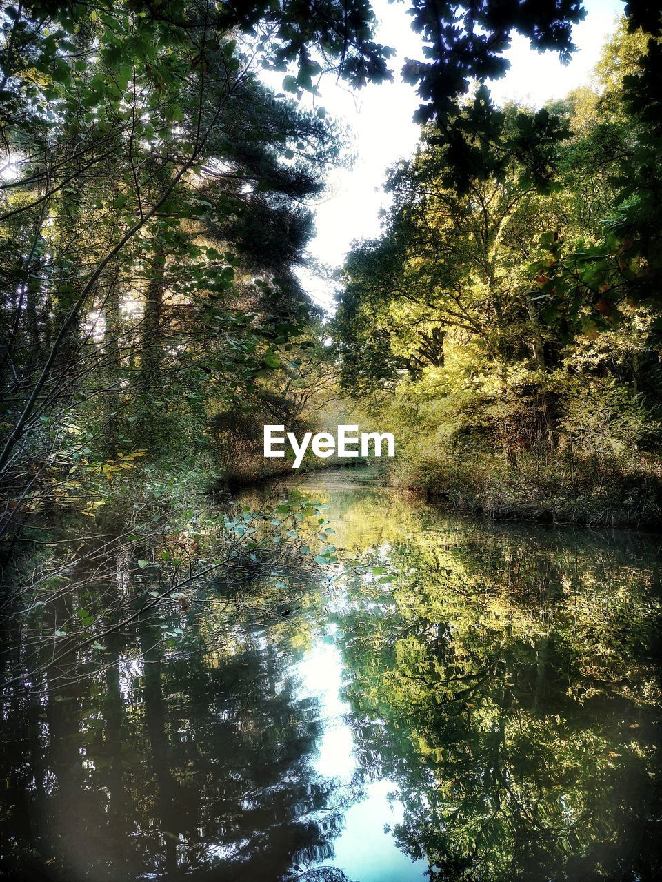 REFLECTION OF TREES ON LAKE IN FOREST