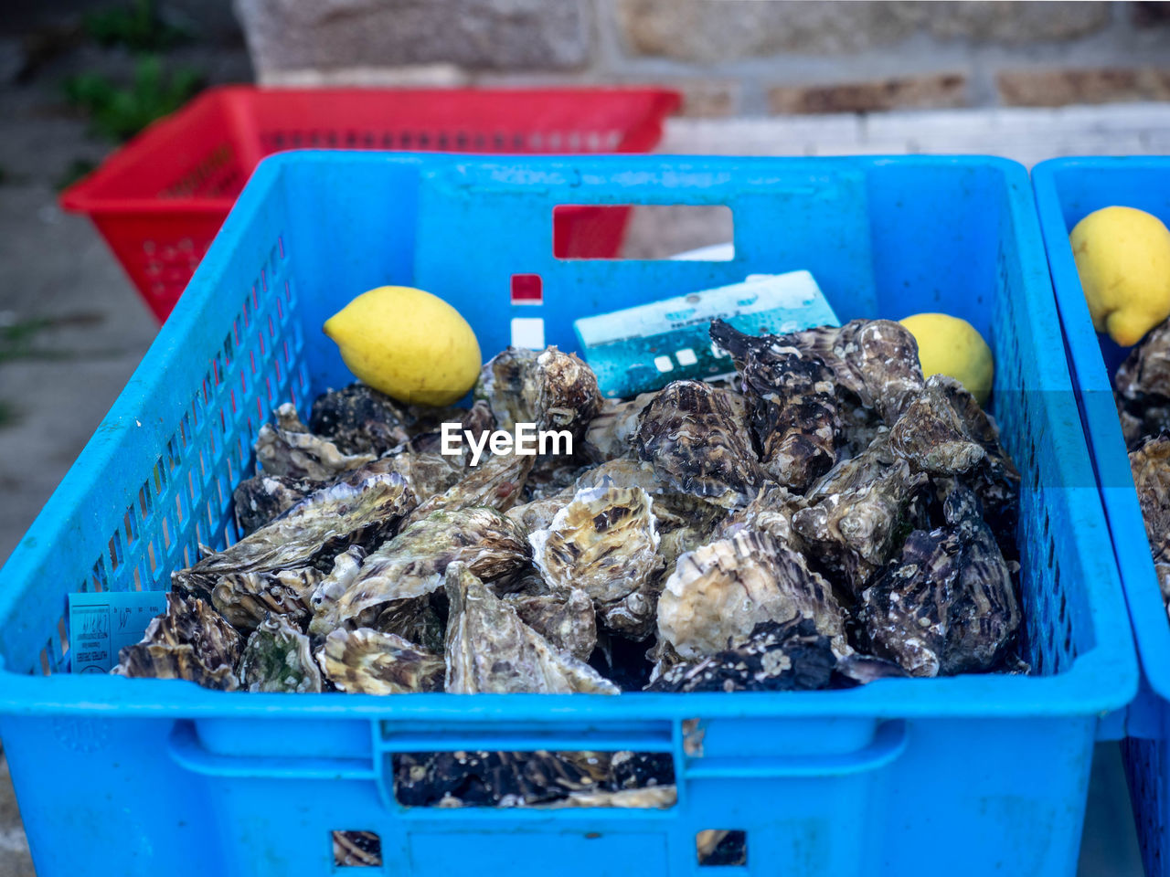 HIGH ANGLE VIEW OF FISH IN CONTAINER