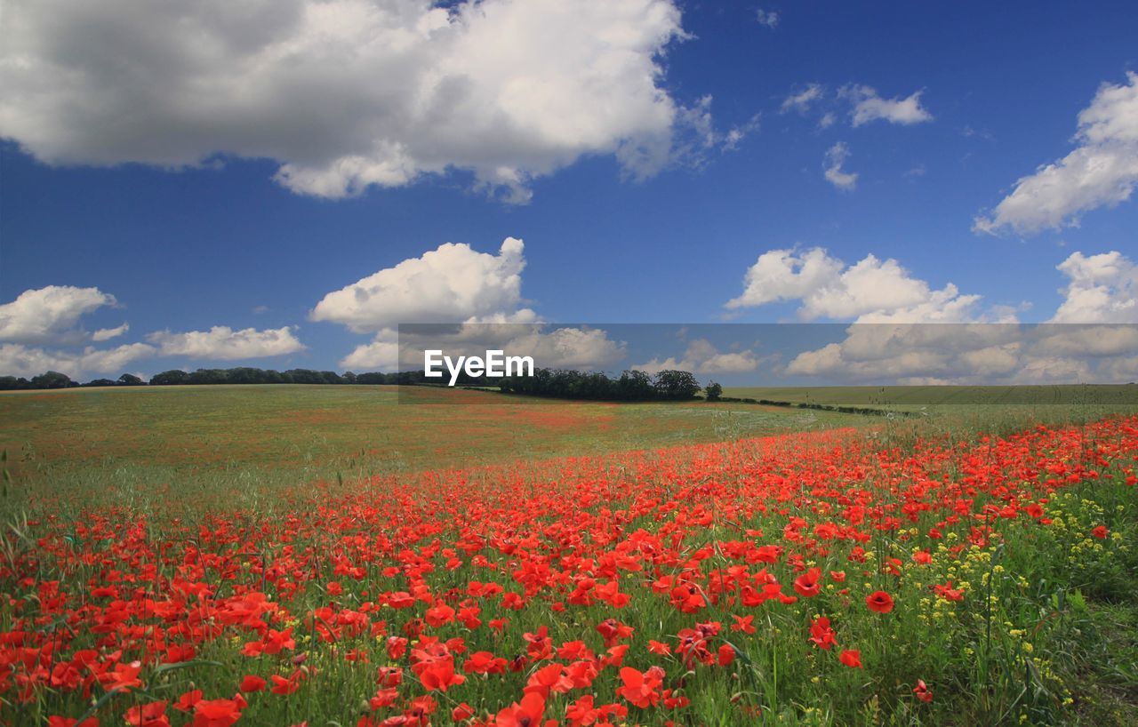 Scenic view of poppy field against sky