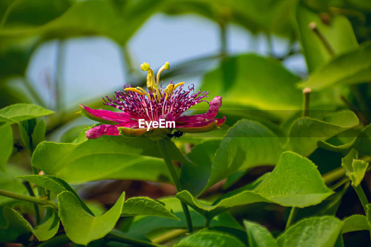 CLOSE-UP OF PINK LOTUS WATER LILY IN PLANT